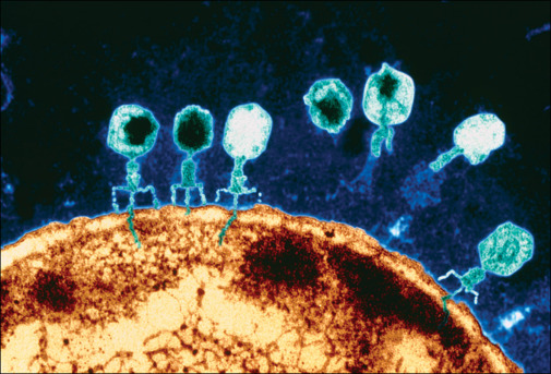 20171218 Lancet phages